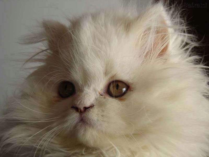 Gato 2.jpg